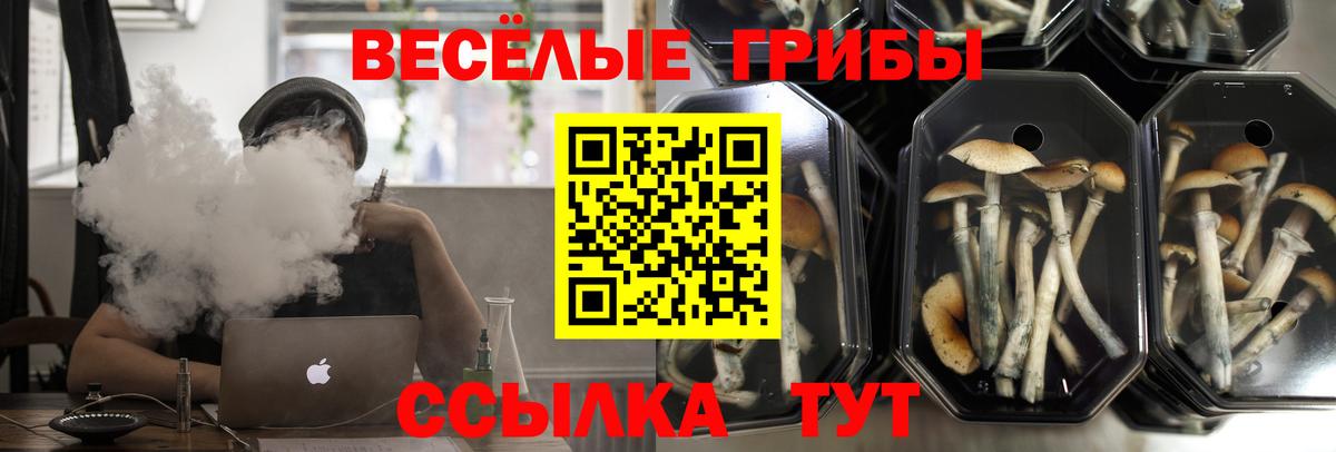 Галлюциногенные грибы Psilocybe Красный Сулин